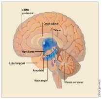 PERCEZIONE SOGGETTIVA ED EMOZIONE IL SISTEMA LIMBICO IL SISTEMA LIMBICO COMPRENDE ALCUNE REGIONI DEL DIENCEFALO E DEL TELENCEFALO CHE COORDINANO LE AFFERENZE SENSORIALI CON LE REAZIONI CORPOREE E LE