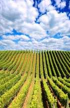 Pagina 2 di 9 - Mercato nazionale dei vini comuni Vini bianchi comuni ANNO Vini bianchi comuni 2014-12-2 3,49 /Ettogrado 0,0% -27,7% Vini rossi comuni ANNO Vini rossi e rosati comuni 2014-12-2 4,17