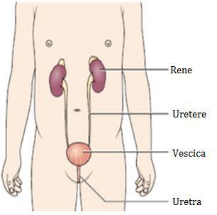 2 La nefropatia da IgA malattia di Berger Che cos è l apparato urinario?
