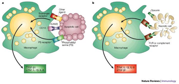 Clearance of apoptotic vs necrotic cells