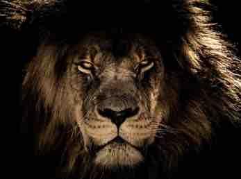 Io sono un leone che con orgoglio e
