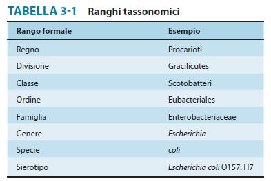 Enterobacterales