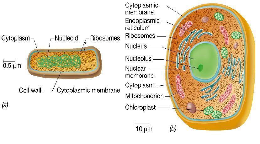 STRUTTURA INTERNA DELLA CELLULA MICROBICA a) CELLULA PROCARIOTICA b) CELLULA EUCARIOTICA Citoplasma Nucleoide Parete cellulare Ribosomi plasmide