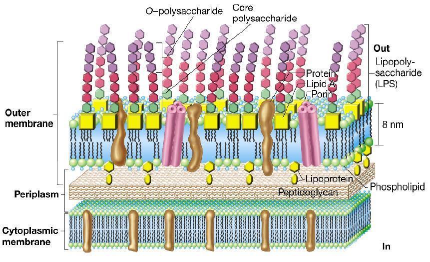 PARETE CELLULARE DEI GRAM NEGATIVI Polisaccaride O-specifico Core polisaccaridico Esterno Membrana esterna Porina