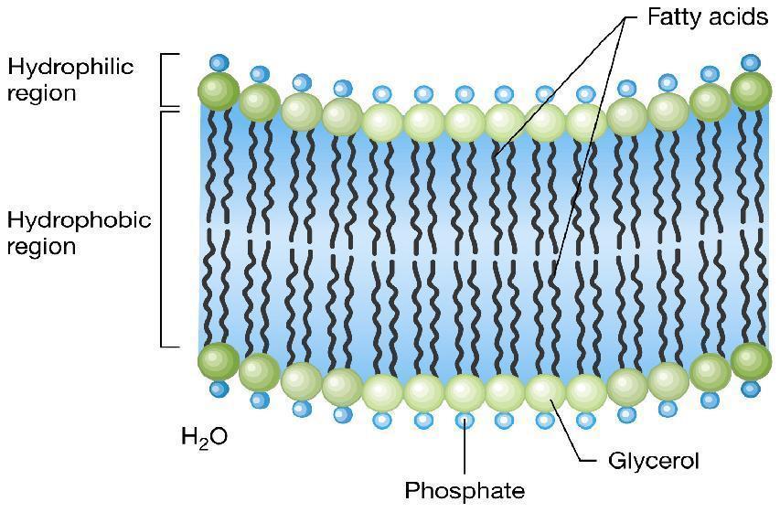 Doppio strato fosfolipidico della Membrana Citoplasmatica batterica Lipidi 40% (steroli