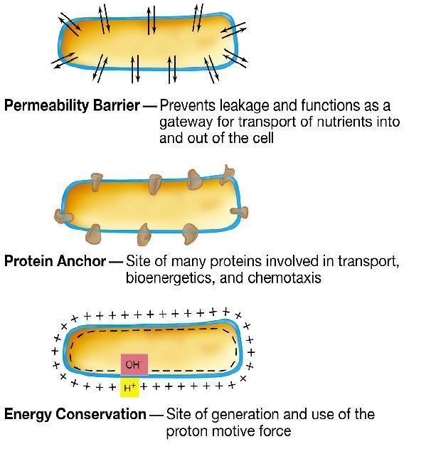 FUNZIONI DELLA MEMBRANA CITOPLASMATICA Barriera di permeabilità Previene dispersioni e funziona come centro di transito per il trasporto di nutrienti da e verso la cellula