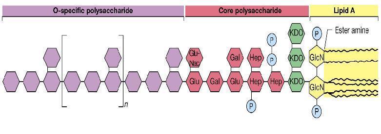 LPS, Endotossina: LIPIDE A Ripetizione di unità diverse nelle diverse specie Contribuisce alla tossicità del Lipide A influenzandone l idrosolubilità e la struttura Presenza costante di alcuni