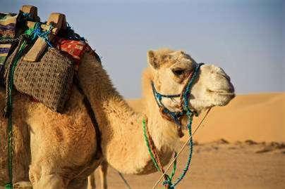 Arrivati a DOUZ, avamposto sahariano, visita del museo del Sahara, dove conosceremo meglio la vita dei nomadi, e del palmeto, il più grande della Tunisia dove vengono prodotti i pregiati datteri