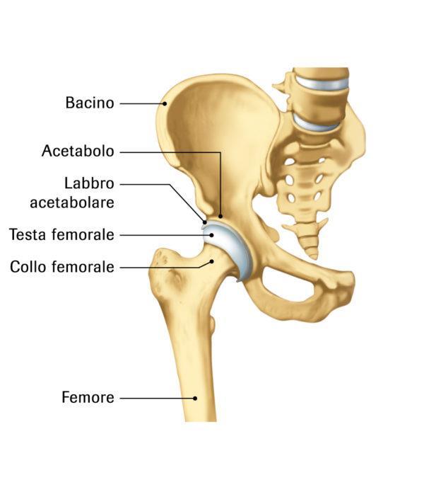 INTRODUZIONE L anca è una delle più grandi articolazioni del corpo ed è sostanzialmente costituita da 2 elementi: acetabolo e femore.