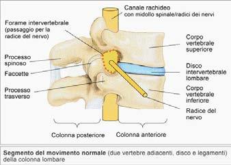 Radici nervose I due fasci di fibre nervose,