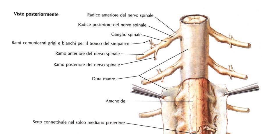 sistema nervoso centrale andando ad innervare