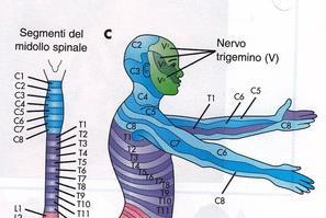 Le patologie più frequenti del rachide Tratto Cervicale