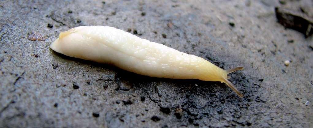 2011 - Una nuova specie di Testacella Lamarck, 1801, per l Italia Settentrionale (Gastropoda: Pulmonata: Testacellidae) Testacella bracciai n.