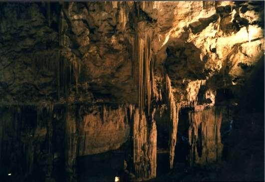 Le grotte 1. Assenza di luce (e di piante) 2. Scarsità di sostanze nutrienti 3.