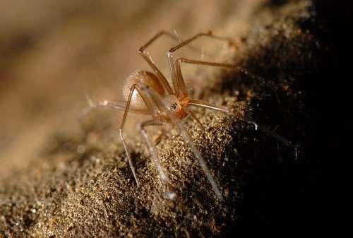 Araneae Linyphiidae Troglohyphantes