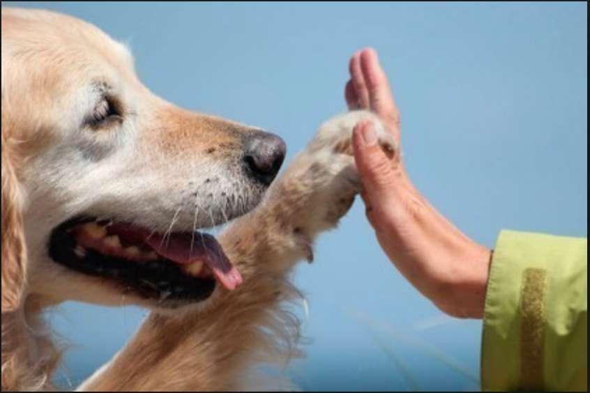 Interventi Assistiti con Animali Attività che hanno un utilità in