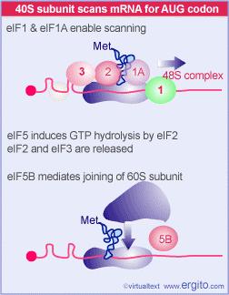 L inizio negli eucarioti L aggiunta di eif1 e di eif1a permette lo