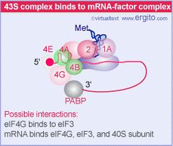 eif4a e da eif4b eifg: proteina strutturale, lega la PABP (polya Binding Protein) i messaggeri poliadenilati sono tradotti più efficientemente