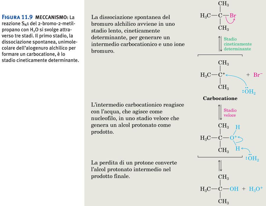 Alogenuri alchilici: S N 1 Figura 11.9 MECCANISMO: La reazione SN1 del 2-bromo-2-metilpropano con H2O si svolge attraverso tre stadi.