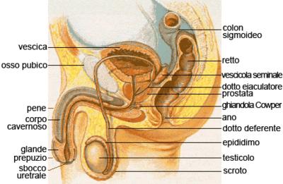 IGIENE PERINEALE L area perineale è localizzata tra le cosce; si