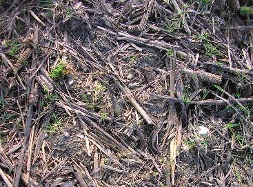 omogenea (lunghezza media: 14,1 3 ± 3,9 cm) e stocchi di mais (foto 3), sfibrati e trinciati a lunghezza molto eterogenea (lunghezza media: 35,6 ± 15,2 cm), già degradati, con presenza di malerbe in