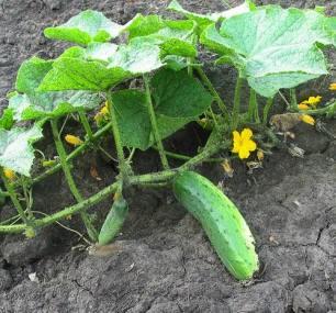 buon-enrico e topinambur ai margini (frangivento); cipolle, insalate bietole, carote, 100cm finocchi, piselli,, porri Carciofo cinese (Stachys