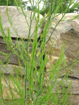 ), cavoli, cetrioli, pomodori, rafano (tiene fagioli, meloni, lontani i parassiti, zucchine pastinache, sisaro,