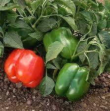 Peperone (Capsicum ssp.