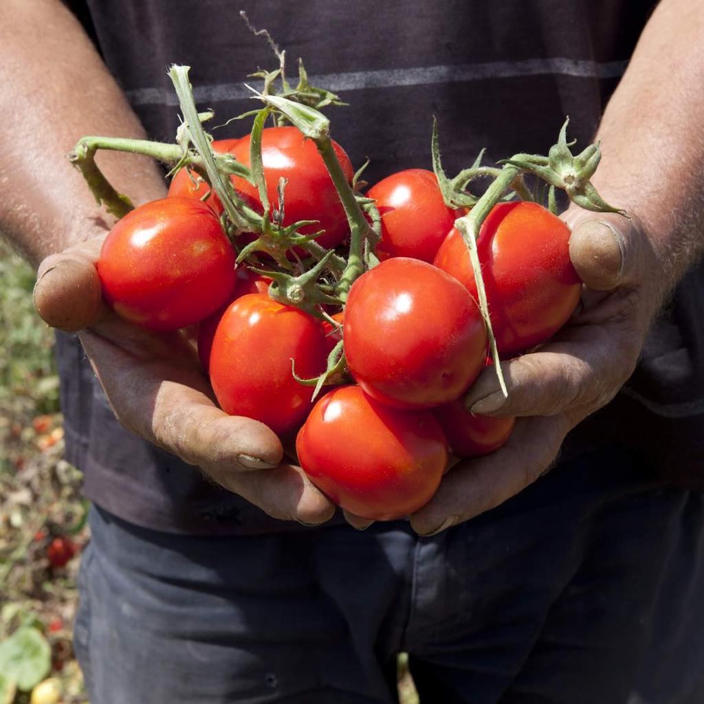 ...Raccogliamo i pomodori seguendo la tradizione La raccolta è una fase importante del processo produttivo. Solo mani esperte possono raccogliere i pomodori giusti.