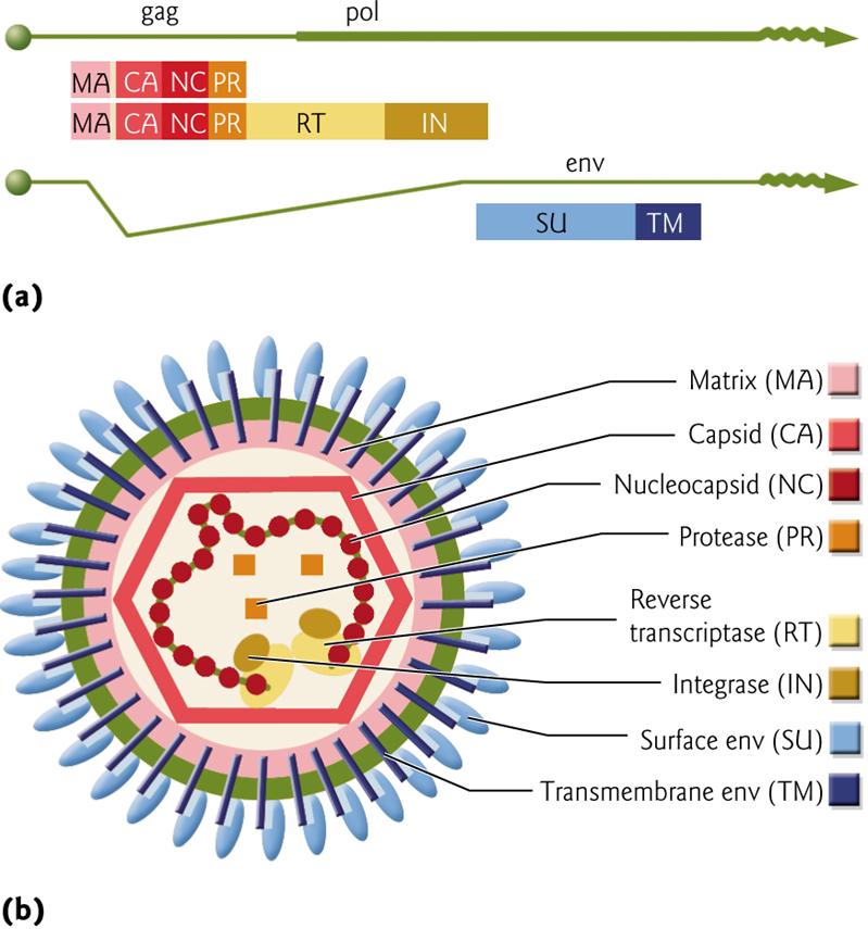 Espressione retrovirus DNA provirale mrna genomico mrna sub-genomico Proteasi virale Proteasi cellulare Nigel J.