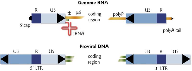 Trascrizione inversa Il DNA a doppio filamento che si forma attraverso questa reazione è noto come DNA provirale o provirus e risulta essere più lungo del vrna poiché ha una copia in più delle