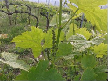 FASE FENOLOGICA Merlot Da terza foglia in distensione per Cabernet in aree fredde a germogli di 25-30