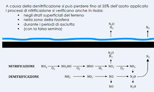 NITRIFICAZIONE -