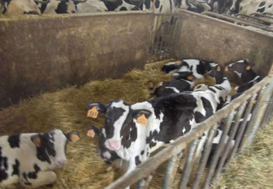 per i vitelli allevati in gruppo, lo spazio libero disponibile per ciascun vitello