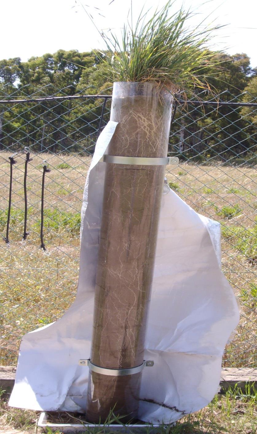 Dopo 1 mese dalla semina ciascun vaso delle specie germinate su suoli contaminati è stato trapiantato in un tubo di plexiglas trasparente lungo 2 m e