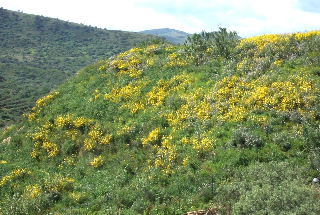 ARMATI PRATI IMPIANTO DI PRATI ARMATI SU UNA DISCARICA A PENDIO IN SICILIA www.