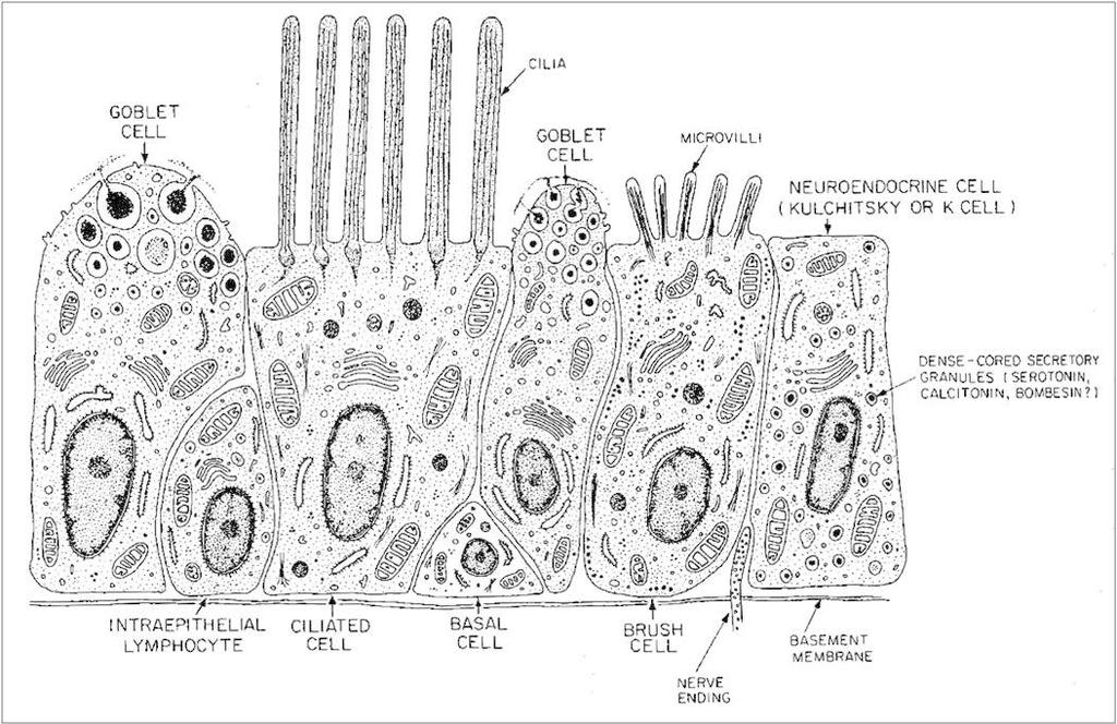 Epitelio delle vie respiratorie: cellule