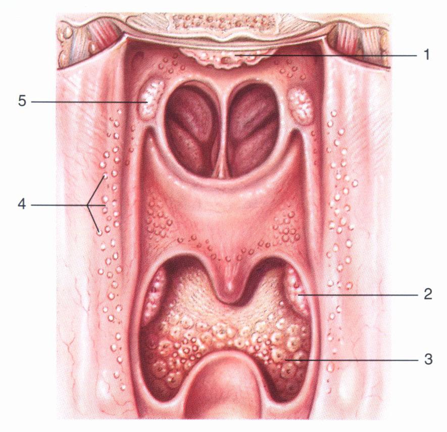Tonsilla linguale Presidio immunologico situato all
