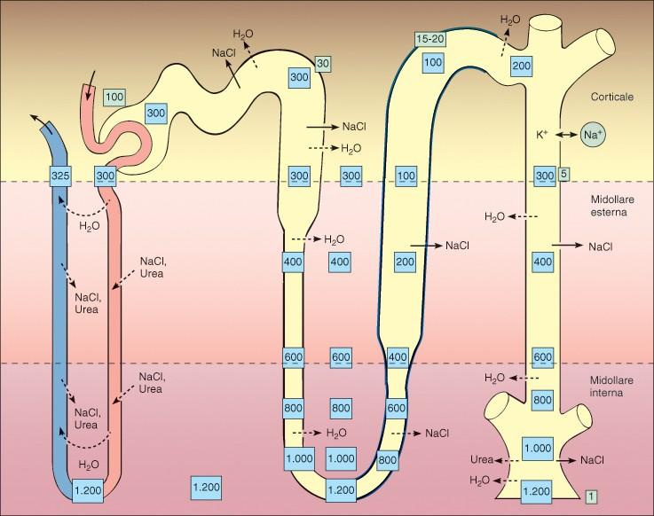 VASA RECTA Il sistema dei vasi sanguigni del rene (vasa recta) è creato in modo da mantenere la stratificazione osmotica creata dall'ansa di Henle: infatti se i capillari si dirigessero dalla