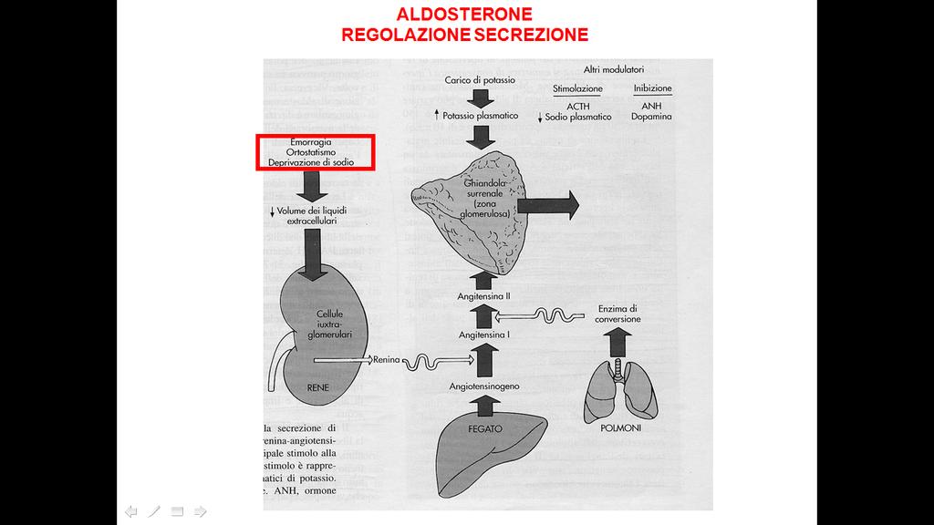 Esiste un rapporto abbastanza stretto tra potassio e aldosterone, infatti l iperpotassemia (aumento notevole) agendo direttamente sulla glomerulare del surrene stimola la secrezione di aldosterone.