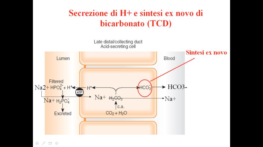 Forma ex novo HCO3La reazione è sempre la stessa: CO2 + H2O H2CO3 H+ + HCO3Questa volta lo ione H+ è spinto fuori da una pompa ATPasi (infatti si va contro gradiente, cosa che prima nel tubulo