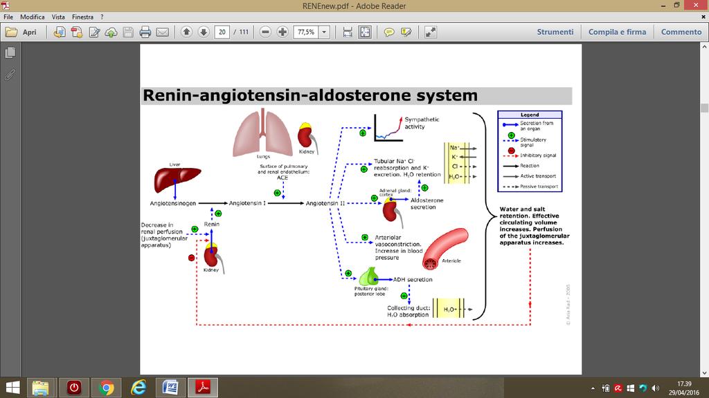Questo è il sistema reninaangiotensina aldosterone RAS L angiotensina 2 ha varie funzioni: Stimola la secrezione di aldosterone da parte della corticale surrenale Attiva il sistema ortosimpatico Ha