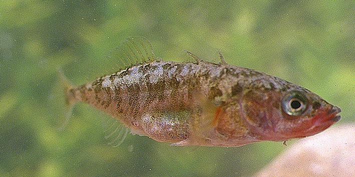 esemplare (Marconi, 2009); segnalata nel fiume Esino.