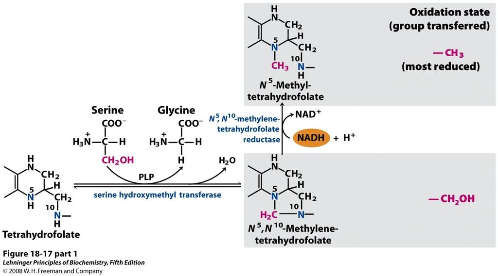 Il tetraidrofolato partecipa al trasferimento di unità monocarboniose in uno stato più ridotto, rispetto alla biotina, sotto forma di aldeide, gruppo metilico e gruppo metilenico CH2OH.