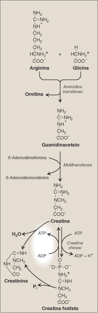 Sintesi di aspartato Si ottiene per transaminazione usando l aspartato amminotransferasi. Il gruppo NH 3 + è ceduto dal glutammato per fare aspartato e αchetoglutarato.