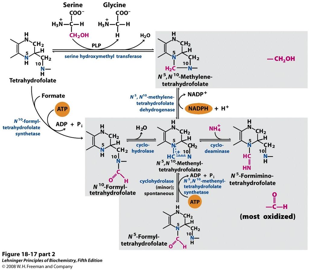 2. Recupera l unità monocarboniosa dal formiato con consumo di ATP.