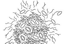 Introduzione Polimeri extracellulari di origine batterica: EPS ed SMP Soluti Colloidi Fiocchi fango Composti prodotti ed escreti dai batteri: proteine, polisaccaridi, acidi umici,.