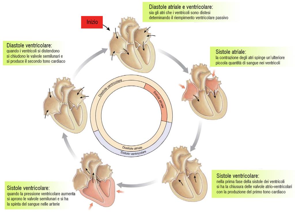 sinistro. La sua funzione è quella di distribuire sangue ossigenato a tutto il corpo e di riportare il sangue povero di ossigeno alla porzione destra del cuore (Brunner - Suddarth, 2010).