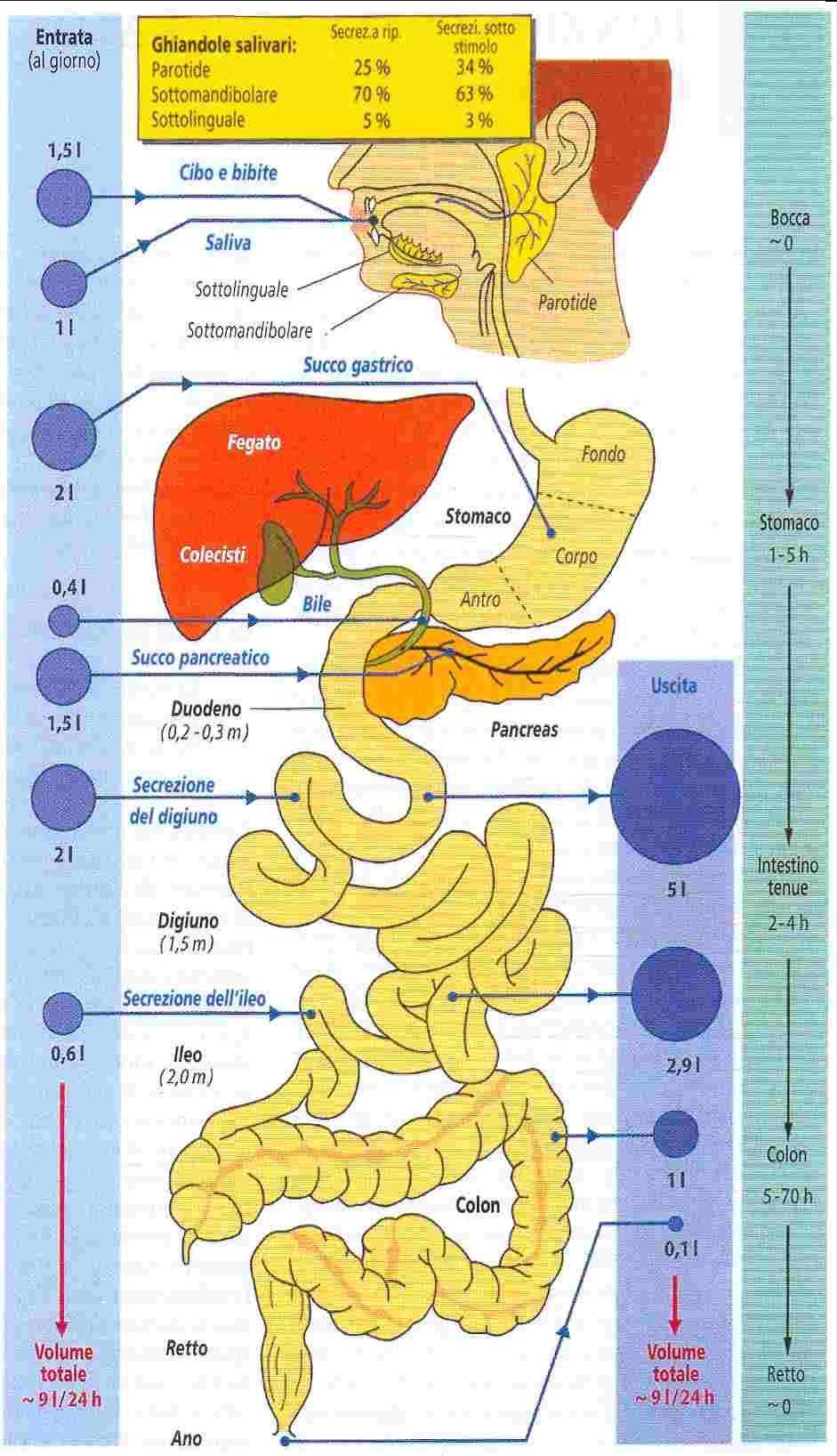 B) Secrezione dei succhi digestivi e digestione del cibo ingerito Ogni uomo introduce nel tratto gastroenterico circa 9 L di liquidi al giorno, sia volontariamente, mediante il cibo, sia