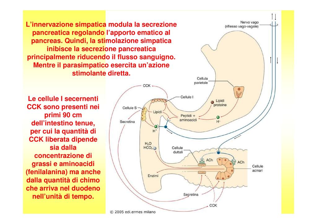 Regolazione della secrezione pancreatica Fasi della stimolazione Come per quella gastrica, la stimolazione della secrezione pancreatica può essere divisa in 3 fasi, in base alla localizzazione delle